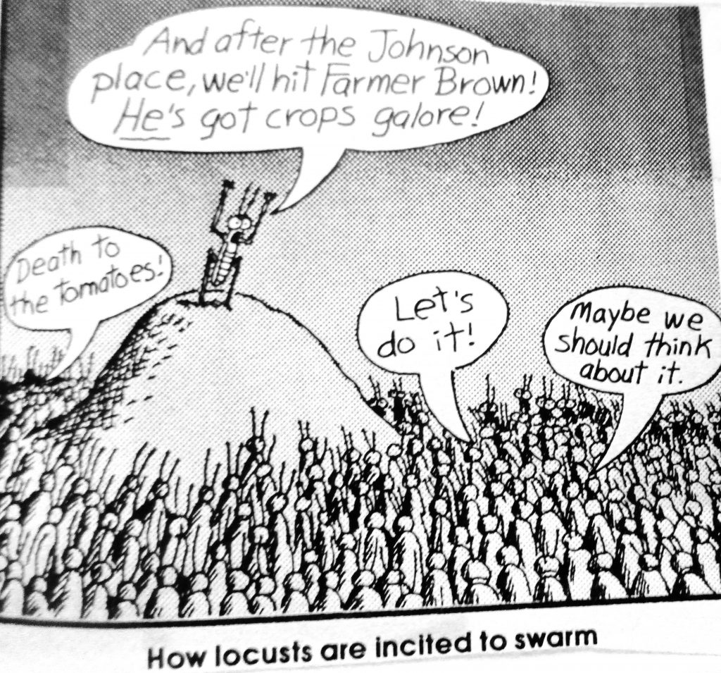 Cartoon How Locusts Are Incited To Swarm
