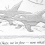 Two cartoon orcas standing on land with a speech bubble saying, 'Okay, we're free - now what?'