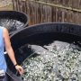 Effects of climate change on coral reefs