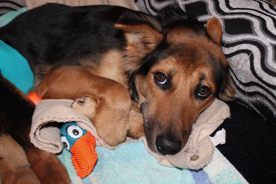 Paralyzed Pup in Bed