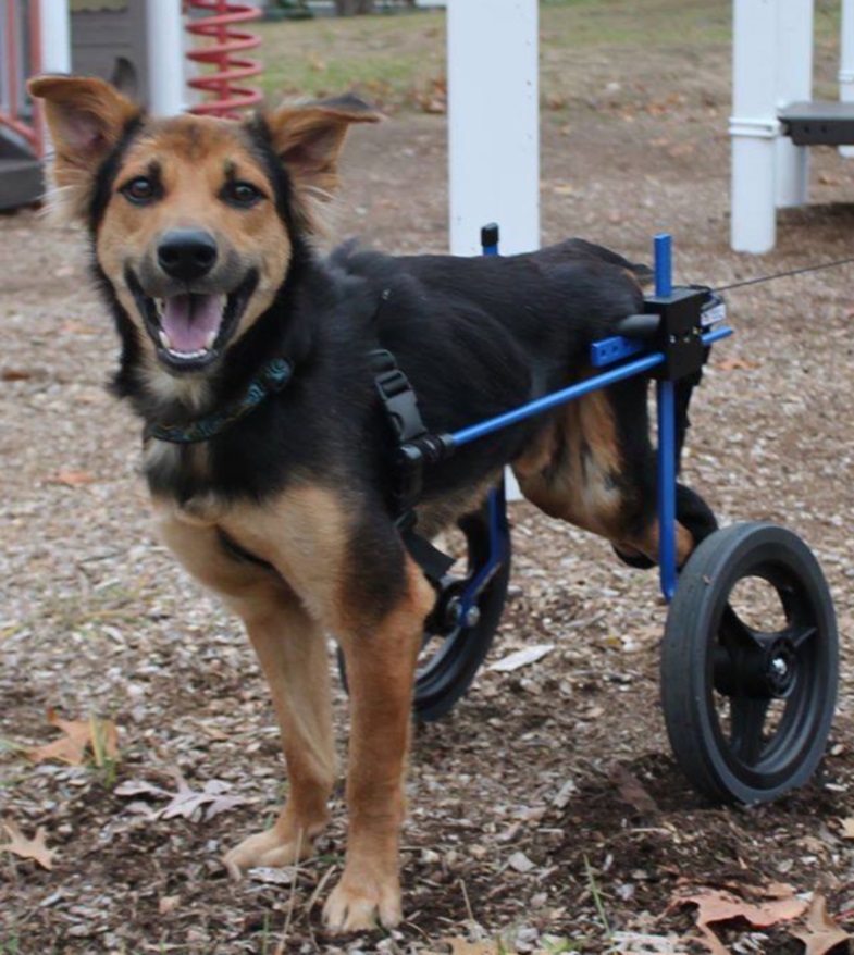 Paralyzed Pup Able To Walk Again With Help of Canine Wheelchair