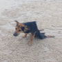Paralyzed Pup
