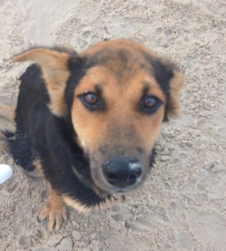 Paralyzed Pup on Beach