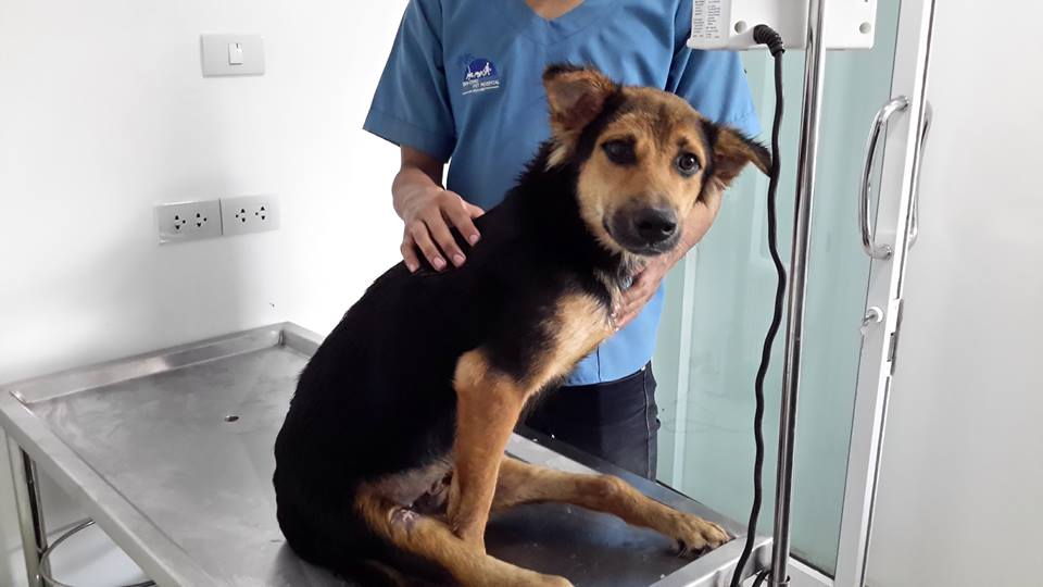 Paralyzed Pup at Vet