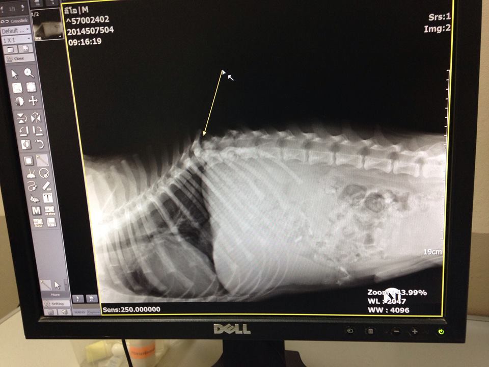 Paralyzed Pup X-Ray