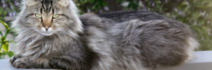 Fuzzy (Carol Bales)
