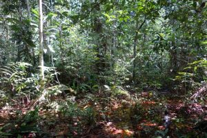 CARBON FOUND IN PEAT SWAMP IN CONGO BASIN