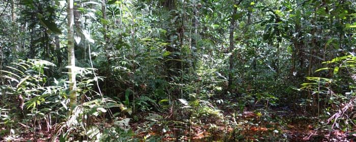 CARBON FOUND IN PEAT SWAMP IN CONGO BASIN