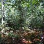 CARBON FOUND IN PEAT SWAMP IN CONGO BASIN