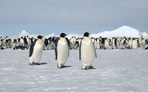 Emperor Penguins Wiped Out - Antarctic Ice Shelf