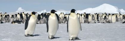 Emperor Penguins Wiped Out - Antarctic Ice Shelf