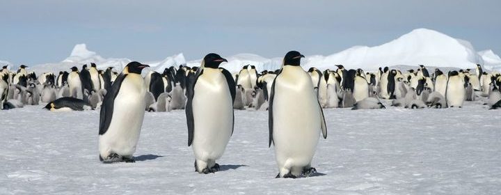 Emperor Penguins Wiped Out - Antarctic Ice Shelf