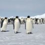 Emperor Penguins Wiped Out - Antarctic Ice Shelf