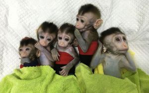 Human brain MCPH1 gene cloned into baby monkeys