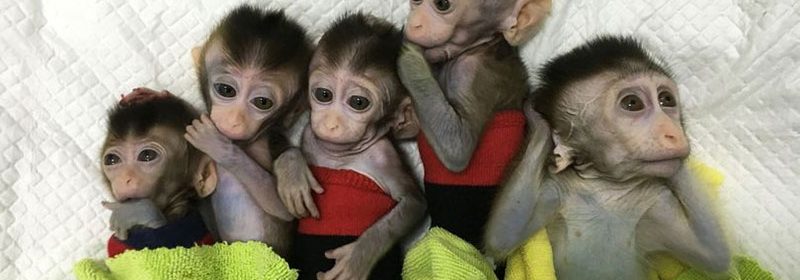 Human brain MCPH1 gene cloned into baby monkeys