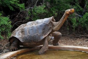 100-year-old Giant Tortoise Rebuilds Tortoise Pop