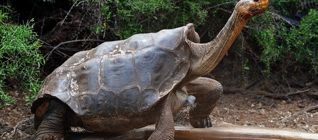 100-year-old Giant Tortoise Rebuilds Tortoise Pop
