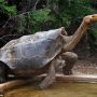 100-year-old Giant Tortoise Rebuilds Tortoise Pop