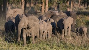 African Elephants are Being Born Without Tusks
