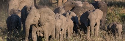 African Elephants are Being Born Without Tusks