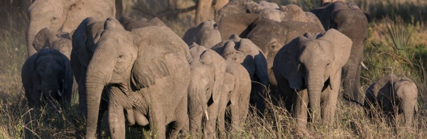 African Elephants are Being Born Without Tusks