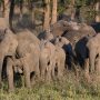 African Elephants are Being Born Without Tusks