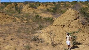 Ancient Termite Megalopolis Found in Brazil