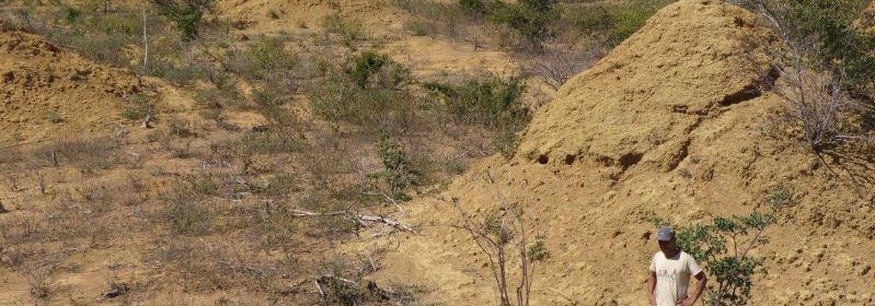 Ancient Termite Megalopolis Found in Brazil