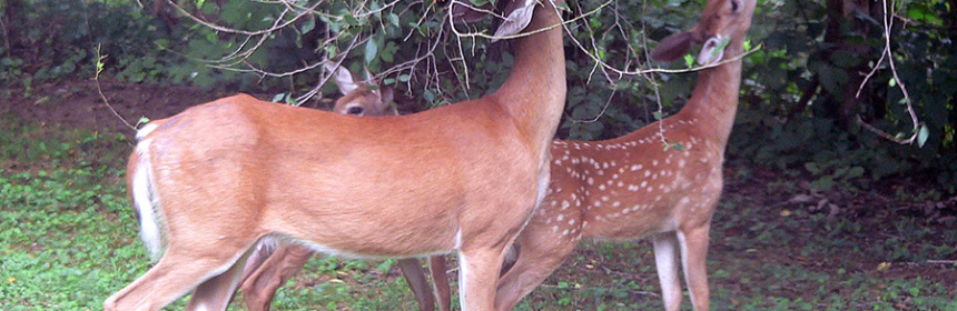 CAN TREES DEFEND THEMSELVES AGAINST DEER