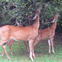 CAN TREES DEFEND THEMSELVES AGAINST DEER