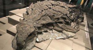 Canada Unveils ‘Dinosaur Mummy’