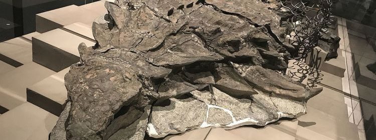 Canada Unveils ‘Dinosaur Mummy’