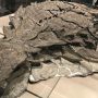 Canada Unveils ‘Dinosaur Mummy’