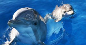 Do Dolphins Have Conversations