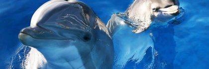 Do Dolphins Have Conversations