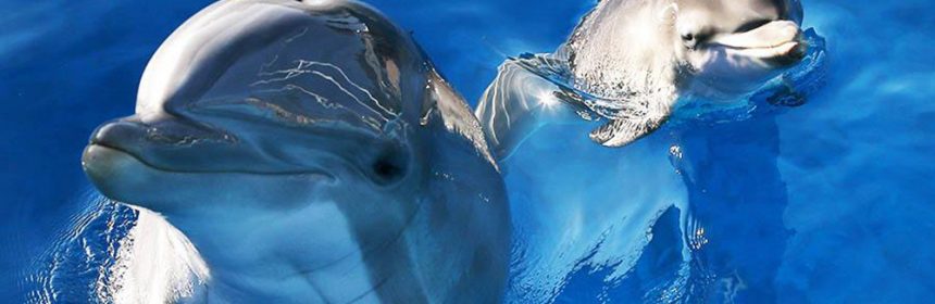 Do Dolphins Have Conversations