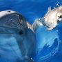 Do Dolphins Have Conversations