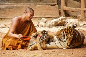 Famed 'Tiger Temple' Monks Abusing Tigers