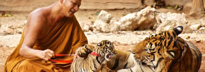 Famed 'Tiger Temple' Monks Abusing Tigers