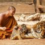 Famed 'Tiger Temple' Monks Abusing Tigers