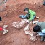 Giant dinosaur species discovered in Africa