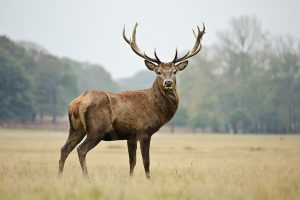 Humans - Wildlife's Greatest Enemy