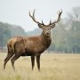 Humans - Wildlife's Greatest Enemy