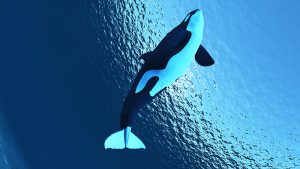Killer whales under threat of extinction from toxic ocean chemicals