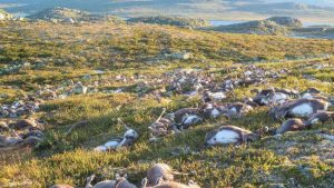 Lightning Blamed for Reindeer Death