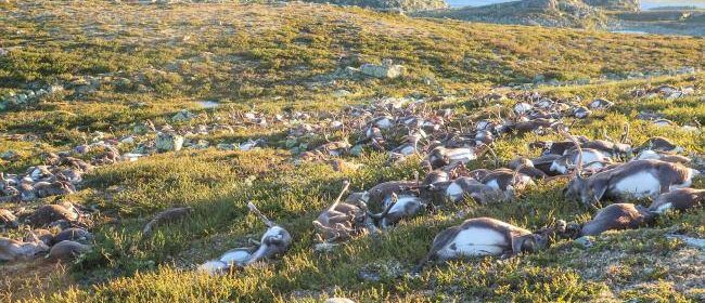 Lightning Blamed for Reindeer Death