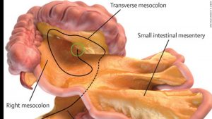 New Human Organ Discovered