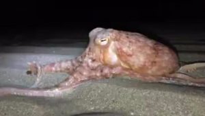 Octopus on Parade Ceredigion UK