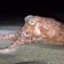Octopus on Parade Ceredigion UK