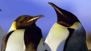 The Evolution of Giant Prehistoric Penguins